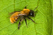 Tawny mining bee (Andrena fulva) Germany