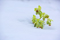 Stinking hellebore (Helleborus foetidus) flowers appearing through snow, Germany