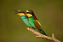 European bee-eater (Merops apiaster) pair perched, Germany