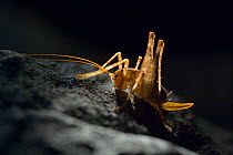 Cave cricket (Troglophilus neglectus) Europe