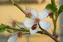 Two spot ladybird (Adalia bipunctata} on plum blossom, Germany