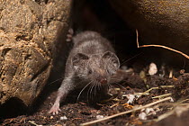 Etruscan shrew (Suncus etruscus) emerging from behind rock, Southern Europe
