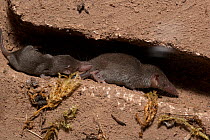 Etruscan shrew (Suncus etruscus) in underground burrow, followed by juvenile, Southern Europe