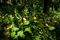 Yellow lady's slipper orchids (Cypripedium calceolus) flowering in woodland, Swabia, Germany