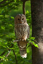 Ural owl (Strix uralensis) perched in oak tree, Germany