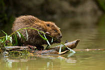 Eurasian beaver (Castor fiber) juvenile feeding on willow at water, Germany