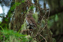 Eurasian pygmy owl (Glaucidium passerinum) perched amongst vegetation, Germany