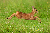 Roe deer (Capreolus capreolus) juvenile running, Germany