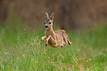 Roe deer (Capreolus capreolus) juvenile running, Germany