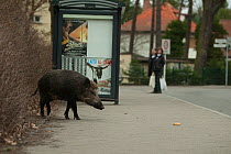 Wild boar (Sus scrofa) beside busstop in town, South Germany