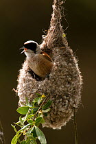 Penduline tit (Remiz pendulinus) male in nest, Germany