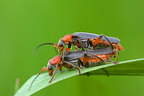 Soldier beetle (Cantharis fusca) mating pair, Germany