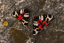 Hebe tiger-moth (Arctia festiva) pair on rock, Germany