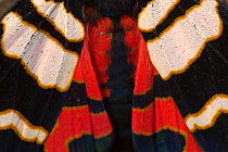 Hebe tiger moth (Arctia festiva) close up of wings, Germany