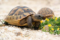Spur thighed tortoises (Testudo graeca) feeding on vegetation, Eastern europe