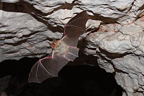 Lesser mouse eared bat (Myotis blythii) flying from cave, Sardinia