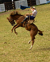 A gaucho (cowboy) tries to remain on the back of a wild horse (Equus caballus) in the rodeo during the Fiesta de la Patria Grande, Montevideo, Uruguay. April 2008