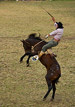 A gaucho (cowboy) tries to remain on the back of a wild horse (Equus caballus) in the rodeo during the Fiesta de la Patria Grande, in Montevideo, Uruguay. April 2008