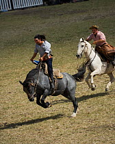 A gaucho (cowboy) tries to remain on the back of a wild horse (Equus caballus) in the rodeo during the Fiesta de la Patria Grande, in Montevideo, Uruguay, April 2008