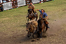 Two riders (gauchos) try to catch up a wild horse (Equus caballus) that has thrown its rider during the rodeo in the Fiesta de la Patria Grande, Montevideo, Uruguay, April 2008