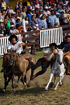Two riders come to the rescue of a gaucho (cowboy) who is stuck on the back of a wild horse (Equus caballus) in the rodeo during the Fiesta de la Patria Grande, Montevideo, Uruguay, April 2008