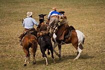 Two riders come to the rescue of a gaucho (cowboy) who is stuck on the back of a wild horse (Equus caballus) in the rodeo during the Fiesta de la Patria Grande, Montevideo, Uruguay, April 2008