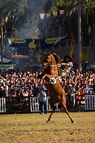A gaucho (cowboy) tries to remain on the back of a rearing wild horse (Equus caballus) in the rodeo during the Fiesta de la Patria Grande, Montevideo, Uruguay, April 2008