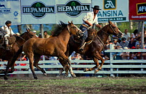 Two riders take out of the arena a wild horse (Equus caballus) during the rodeo of the Fiesta De La Patria Gaucha, Tacuarembo, Uruguay, April 2008
