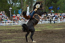 A gaucho (cowboy) tries to remain on the back of a rearing wild horse (Equus caballus) in the rodeo during the Fiesta de la Patria Gaucha, Tacuarembo, Uruguay, April 2008