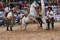A gaucho (cowboy) tries to remain on the back of a wild horse (Equus caballus) in the rodeo during the Fiesta de la Patria Gaucha, Tacuarembo, Uruguay. Here his mount has just been released, April 200...