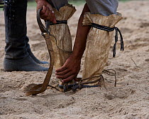 A gaucho (cowboy) tightening his traditional boots, just before riding in a rodeo of the Fiesta De La Patria Gaucha, Tacuarembo, in Uruguay, April 2008