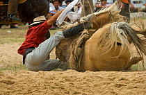 A gaucho (cowboy) falls with wild horse (Equus caballus) in the rodeo during the Fiesta de la Patria Gaucha, Tacuarembo, Uruguay, April 2008