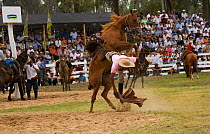 A gaucho (cowboy) is tossed from rearing wild horse (Equus caballus) in the rodeo during the Fiesta de la Patria Gaucha, Tacuarembo, Uruguay, April 2008