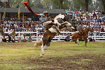 A gaucho (cowboy) tries to remain on the back of a rearing  wild horse (Equus caballus) in the rodeo during the Fiesta de la Patria Gaucha, Tacuarembo, Uruguay, April 2008