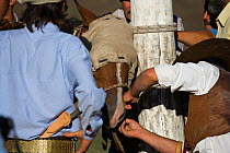 A wild horse (Equus caballus) is tied to a wooden post just before being ridden by a gaucho (cowboy) during the rodeo of the Fiesta De La Patria Gaucha, Tacuarembo, Uruguay, April 2008