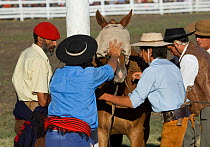 A blindfolded wild horse (Equus caballus) is tied to a wooden post just before being ridden by a gaucho (cowboy) during the rodeo of the Fiesta De La Patria Gaucha, in Tacuarembo, Uruguay, April 2008