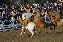 Two riders come to the rescue of a gaucho (cowboy) who is stuck on the back of a wild horse (Equus caballus) in the rodeo during the Fiesta de la Patria Gaucha, Tacuarembo, Uruguay, April 2008