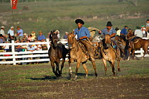 Two riders (gauchos) bring a wild horse (Equus caballus) to tie him to a wooden post in preparation of the rodeo during the Fiesta De La Patria Gaucha, Tacuarembo, Uruguay, April 2008