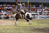 A gaucho (cowboy) tries to remain on the back of a  bucking wild horse (Equus caballus) in the rodeo during the Fiesta de la Patria Gaucha, Tacuarembo, Uruguay, April 2008