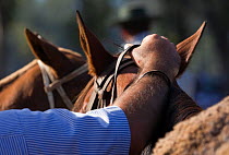 A gaucho (cowboy) puts his hand on his horse (Equus caballus) during the Fiesta De La Patria Gaucha, Tacuarembo, in Uruguay, April 2008