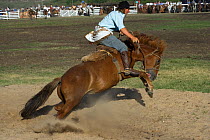 A gaucho (cowboy) tries to remain on the back of a bucking wild horse (Equus caballus) in the rodeo during the Fiesta de la Patria Gaucha, Tacuarembo, Uruguay, April 2008