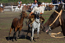 Two riders (gauchos) bring a wild horse (Equus caballus) to tie him to a wooden post in preparation of the rodeo during the Fiesta De La Patria Gaucha,  Tacuarembo, Uruguay, April 2008