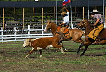 Two gauchos (cowboys) mounted on a horse (Equus caballus) show their skills at catching a cow during the Fiesta De La Patria Gaucha, Tacuarembo, Uruguay, April 2008