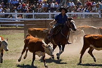 A gaucho (cowboy) shows his skills at herding cows, during the Fiesta De La Patria Gaucha, Tacuarembo, Uruguay, April 2008