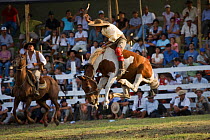 A gaucho (cowboy) tries to remain on the back of a bucking wild horse (Equus caballus) in the rodeo during the Fiesta de la Patria Gaucha, Tacuarembo, Uruguay, April 2008