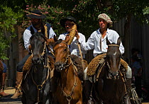 Three traditionally dressed gauchos (cowboys), mounted on horses (Equus caballus), drink from a bottle, during the parade of the Fiesta De La Patria Gaucha, Tacuarembo, Uruguay, April 2008