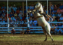 A gaucho (cowboy) tries to remain on the back of a rearing wild horse (Equus caballus) in the rodeo during the Fiesta de la Patria Gaucha, Tacuarembo, Uruguay, April 2008
