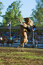 A gaucho (cowboy) tries to remain on the back of a wild horse rearing vertically (Equus caballus) in the rodeo during the Fiesta de la Patria Gaucha, Tacuarembo, Uruguay, April 2008