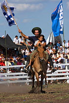 Mounted on a domestic horse (Equus caballus), a gaucho (cowboy) who has obtained the top score for a rodeo during the Fiesta De La Patria Gaucha is entitled to do the 'vuelta': he goes around at full...