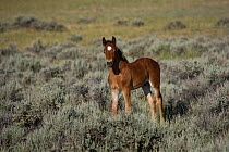 Wild horse / mustang (Equus caballus) small colt  standing watchful in the McCullough Peaks, Wyoming, USA.